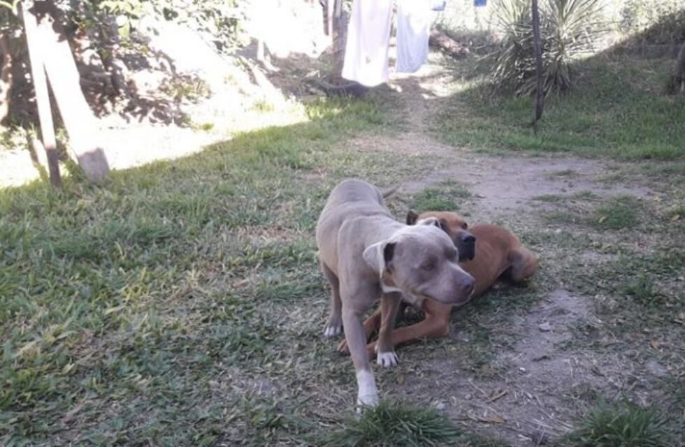 Estaba siendo atacada por un perro pero sus mascotas le salvaron la vida