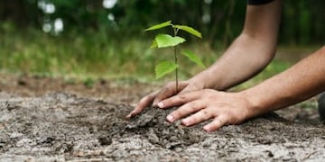 El 29 de agosto se celebra el Día del Árbol\u002E