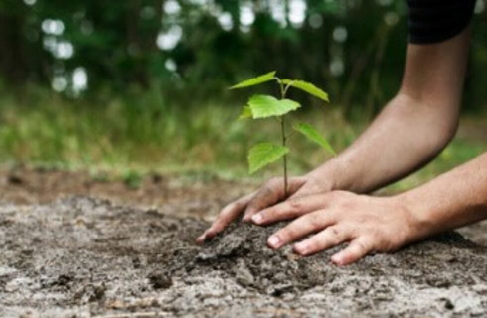 Por el Día del Árbol se realizan en La Plata diversas actividades