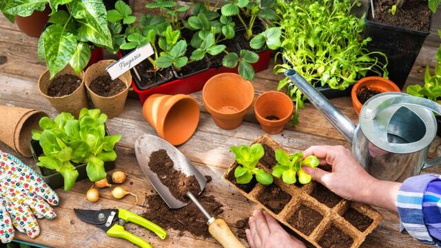 ¿Qué sembrar en nuestra huerta antes de la llegada del frío?