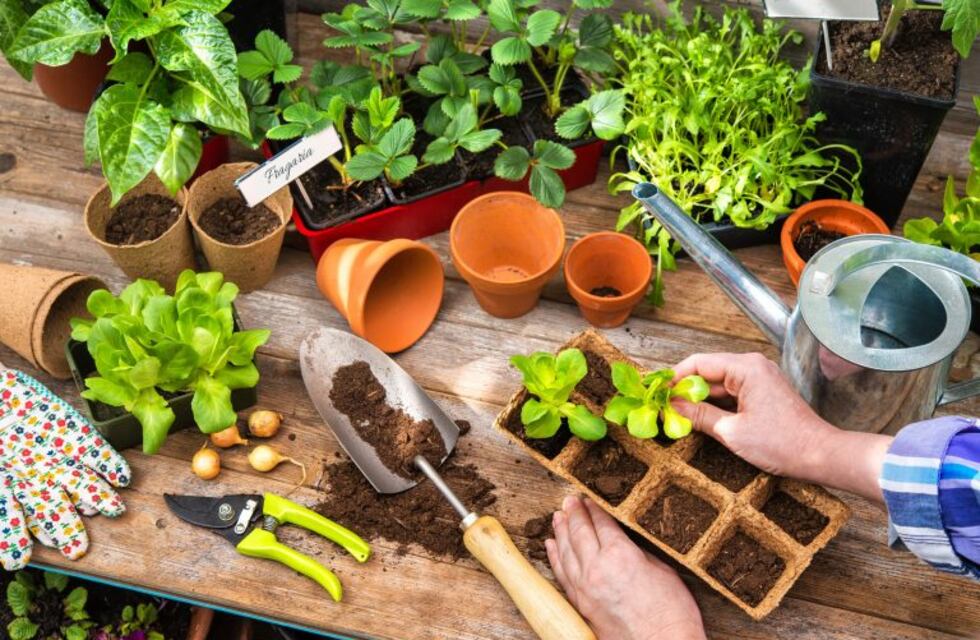 ¿Qué sembrar en nuestra huerta antes de la llegada del frío?