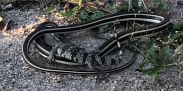 Impresionante lucha a muerte entre una serpiente venenosa y una cría de lagarto\u002E (Captura)