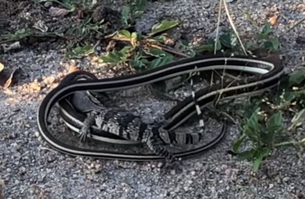 Impresionante lucha a muerte entre una serpiente venenosa y una cría de lagarto