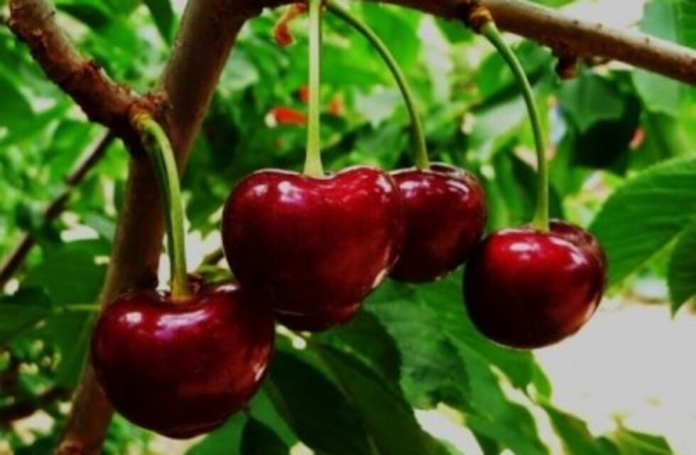 Esperan una gran cosecha de cerezas para este verano