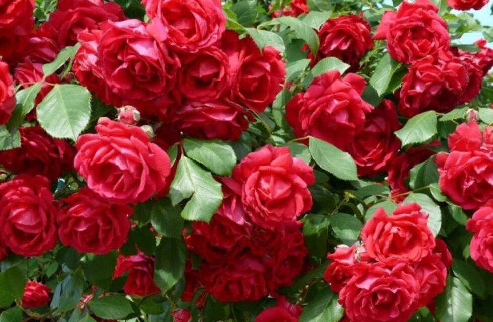 Este viernes realizarán la poda de rosales en la plaza Güemes y regalarán gajos