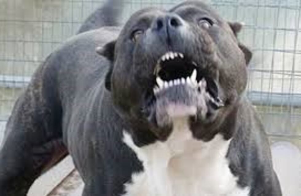 Secuestraron un perro por matar a otro en Brinkmann