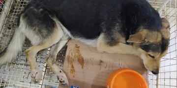 El perro Atón recibió un disparo en la columna que lo dejó sin movilidad posterior