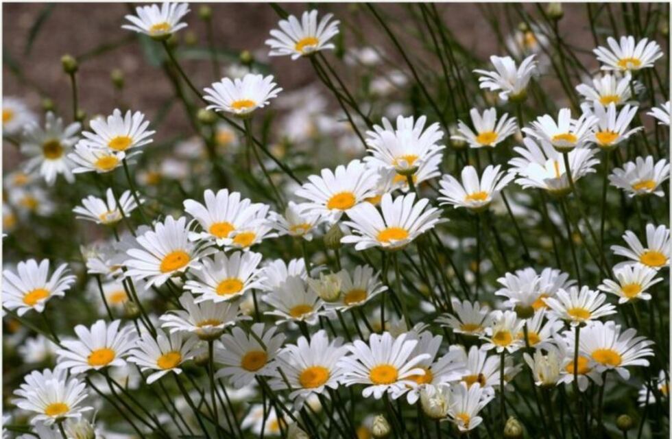 ¿Qué nos dicen las hojas y sus colores sobre nuestras plantas?