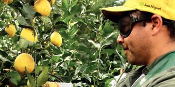 Las lluvias registradas en los últimos meses retrasan la cosecha de limones\u002E (Web)