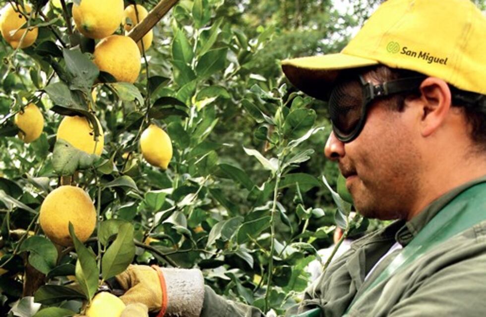 Las lluvias registradas en los últimos meses retrasan la cosecha de limones