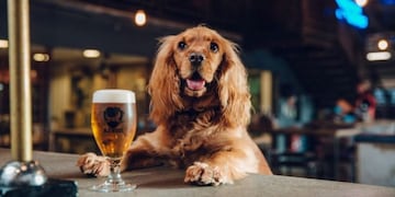 cerveza por perro