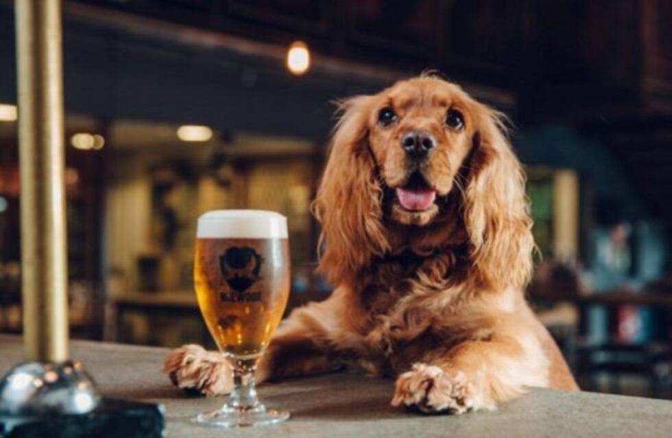 Cerveza gratis durante tres meses a quien adopte un perro durante la cuarentena