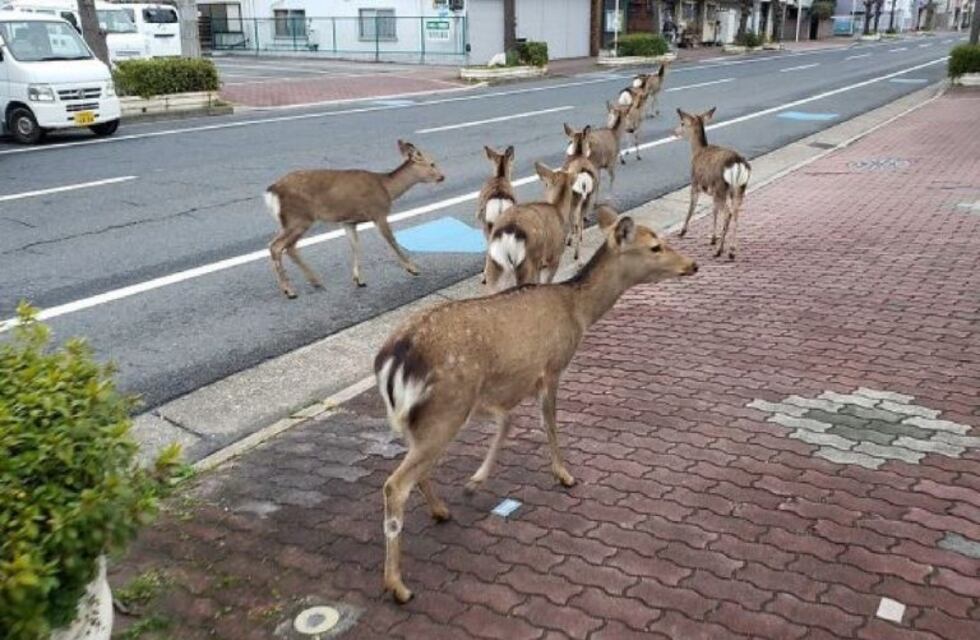 Ante el aislamiento social, reaparecieron animales en las calles del país