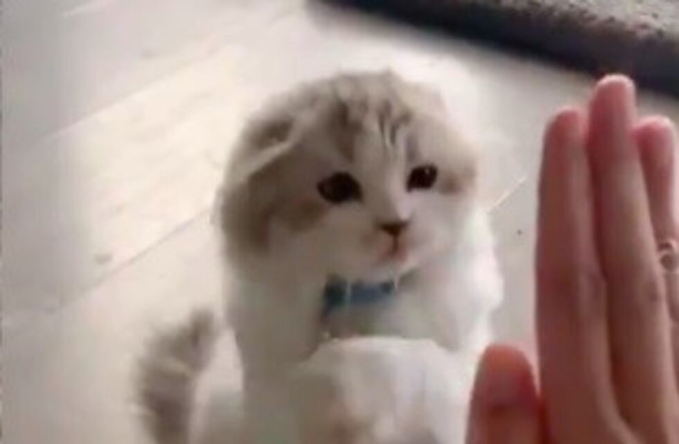 Un adorable gatito aprendió a "chocar los cinco" y se hizo viral en las redes