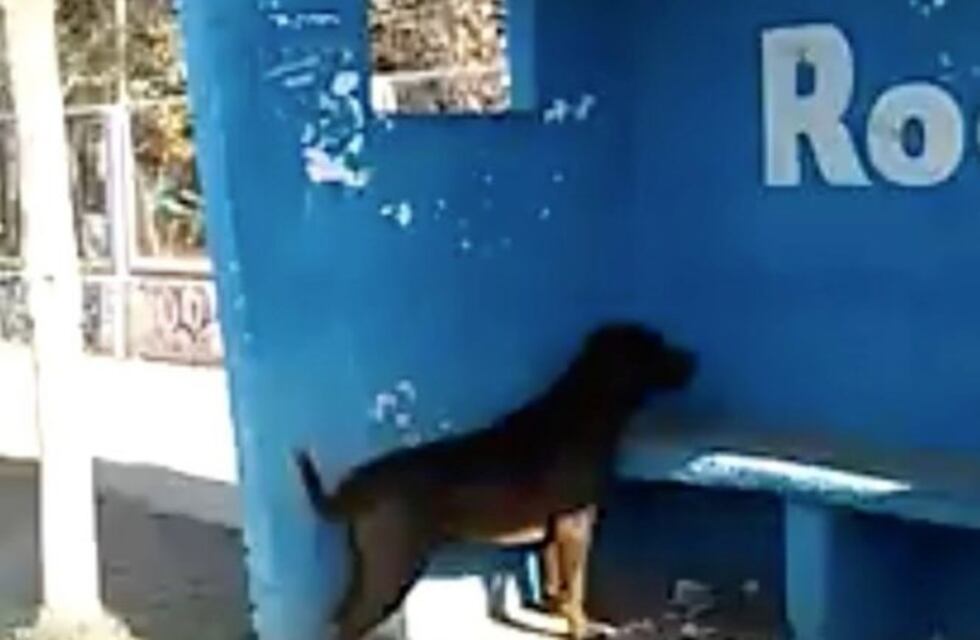 El extraño caso de Chicho, el perro que lleva tres días mirando una pared