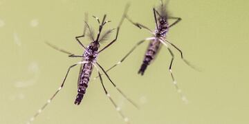 El mosquito Aedes aegypti es el vector transmisor de varias enfermedades\u002E (DPA)