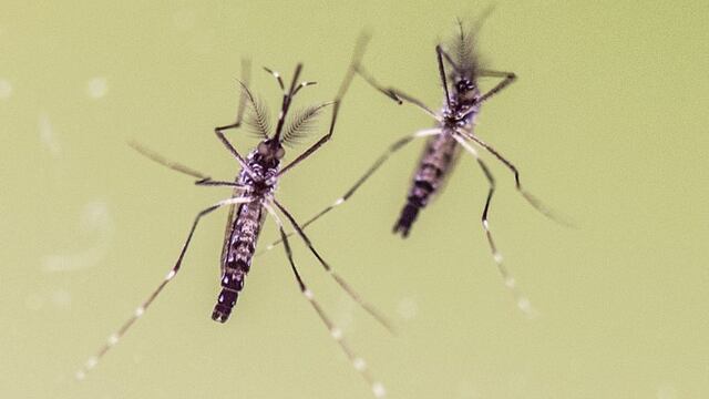 ARCHIVO - Imagen de dos mosquitos (Aedes Aegypti) el 10/02/2016 en Wiesbaden, Alemania. El virus del Zika ha dejado de suponer una emergencia sanitaria global, anunciu00f3 el 18/11/2016 la Organizaciu00f3n Mundial de la Salud (OMS).rnFoto: Boris Roessler/dpa (Vin