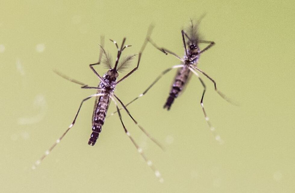 Confirman el primer caso de un bebé nacido con microcefalia por zika en Santa Fe