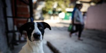 AME5133\u002E BUENOS AIRES (ARGENTINA), 29/07/2020\u002E- Habitantes y un perro transitan en una calle de Villa 21 hoy miércoles, en Buenos Aires\u002E El foco principal de contagios continúa en el Área Metropolitana de Buenos Aires (AMBA), formada por la capital y su populoso cordón urbano\u002E EFE/Juan Ignacio Roncoroni