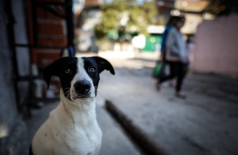 Estudiantes de veterinaria piden ayuda para hacer refugios sustentables a los perros de la calle
