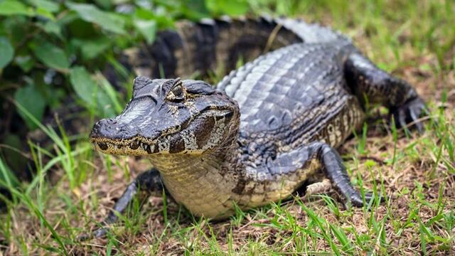 Encontraron a dos yacarés en las calles de Chaco (imagen ilustrativa)
