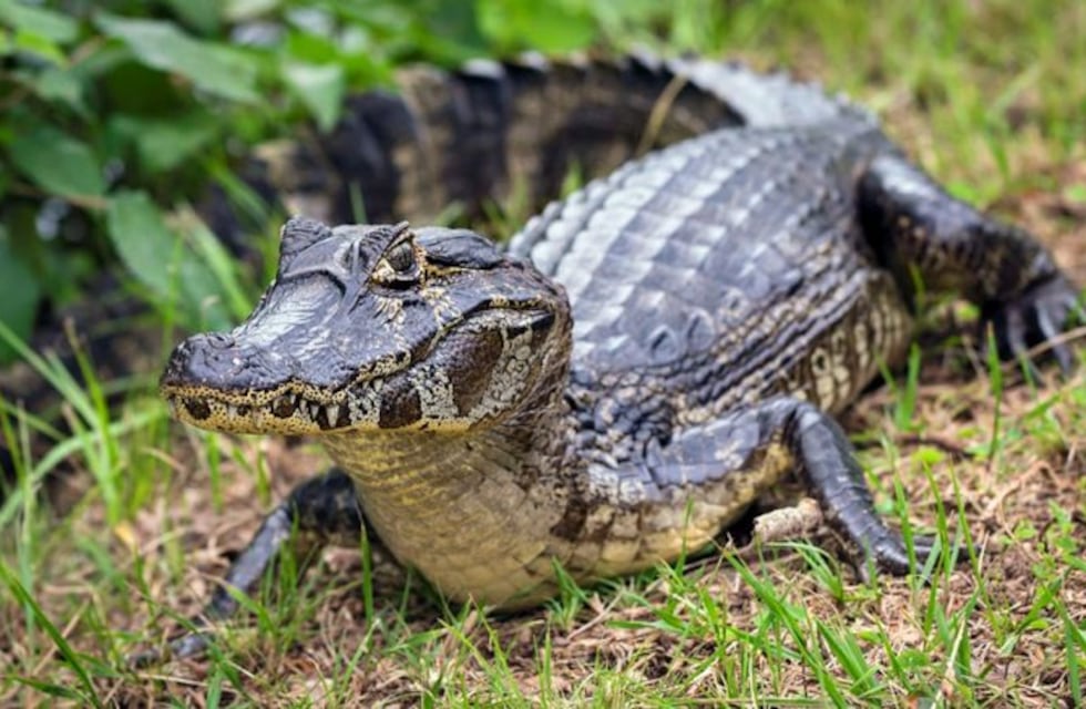 ¡Cuidado, yacaré suelto! Encontraron a dos ejemplares paseado por las calles de Chaco