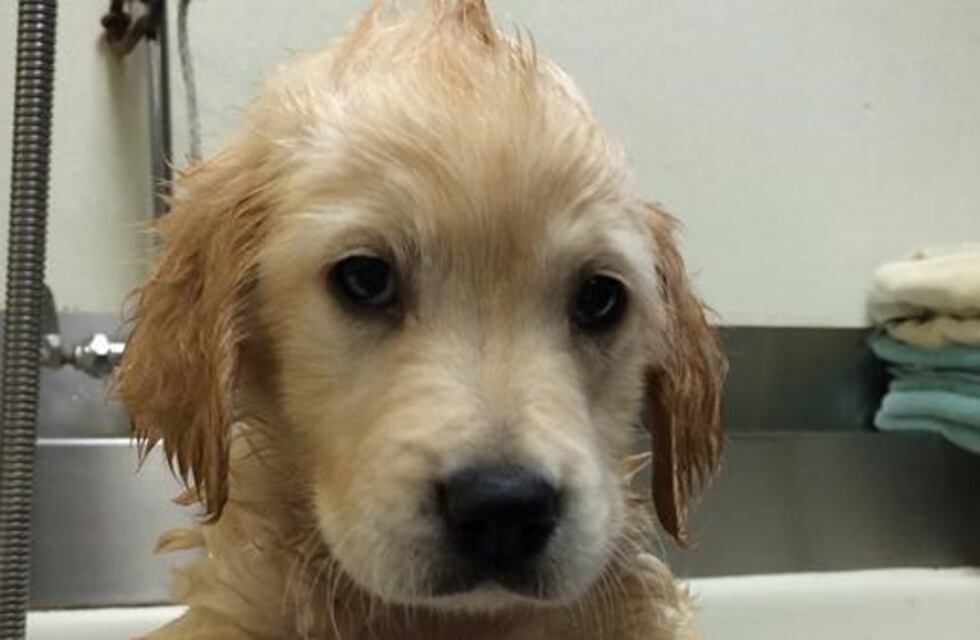 Wesley, el perro que se volvió viral por usar brackets