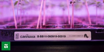 Cannabis de grado médico, en Jujuy