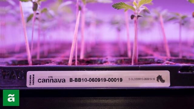 Cannabis de grado médico, en Jujuy