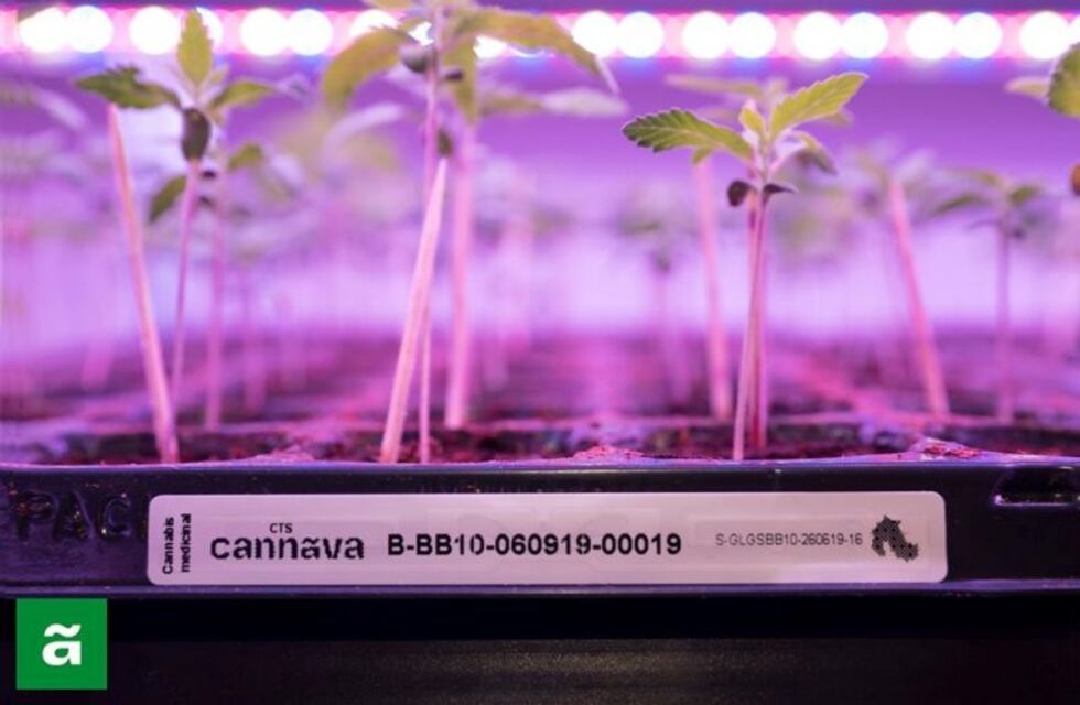 Inminente inicio de producción de aceite de cannabis medicinal jujeño