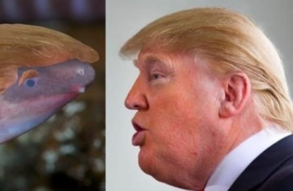 Bautizan una nueva especie de lombriz en honor a Donald Trump