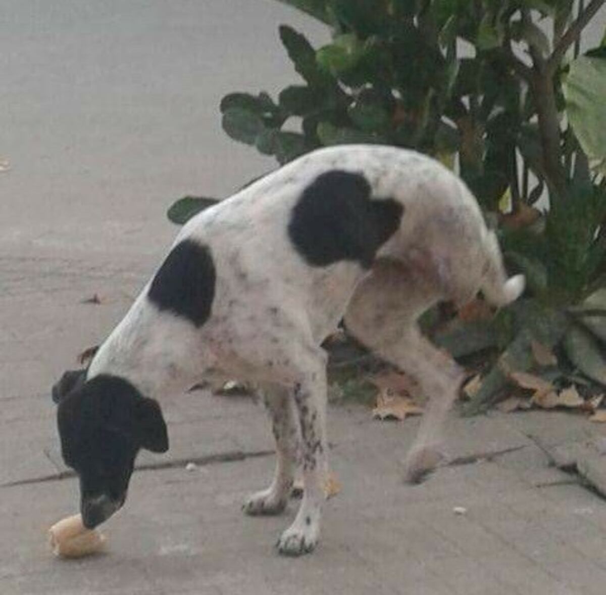 Para repudiar la muerte de la perrita se organizó una concentración\u002E