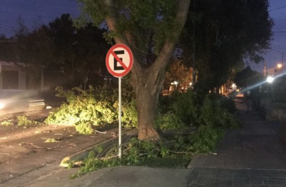 Zonda en Mendoza: cayó un árbol y mató a un hombre