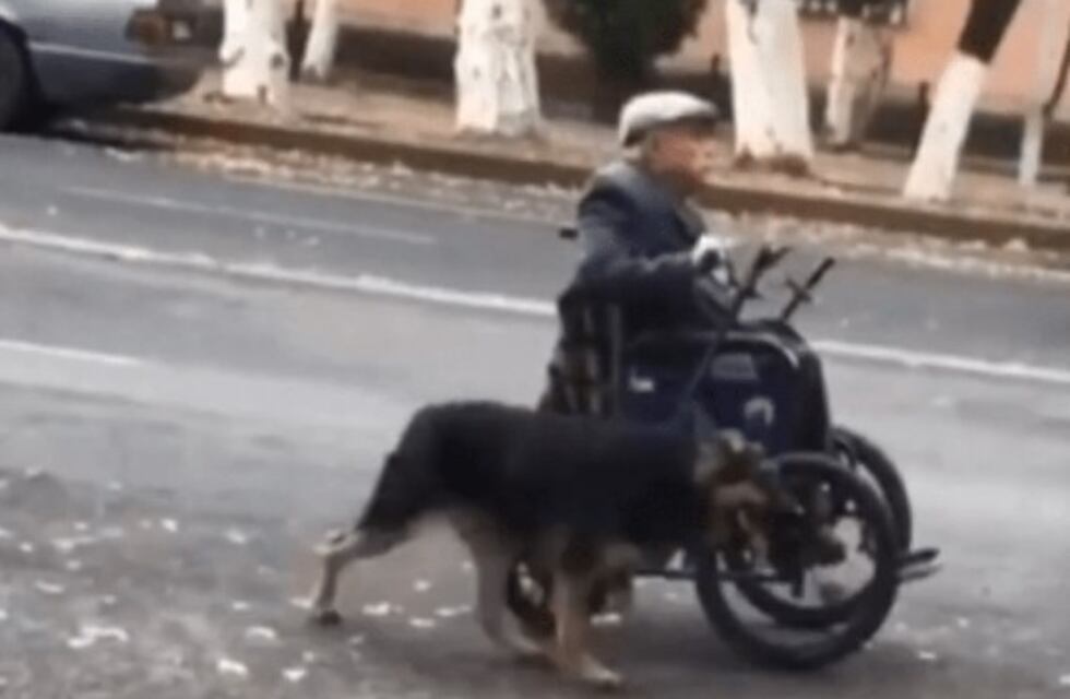 Un perro empuja a su dueño en silla de ruedas y se vuelve viral en las redes sociales