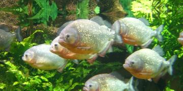 Los peces aparecieron en medio de la bajante del Paraná\u002E (Croa)