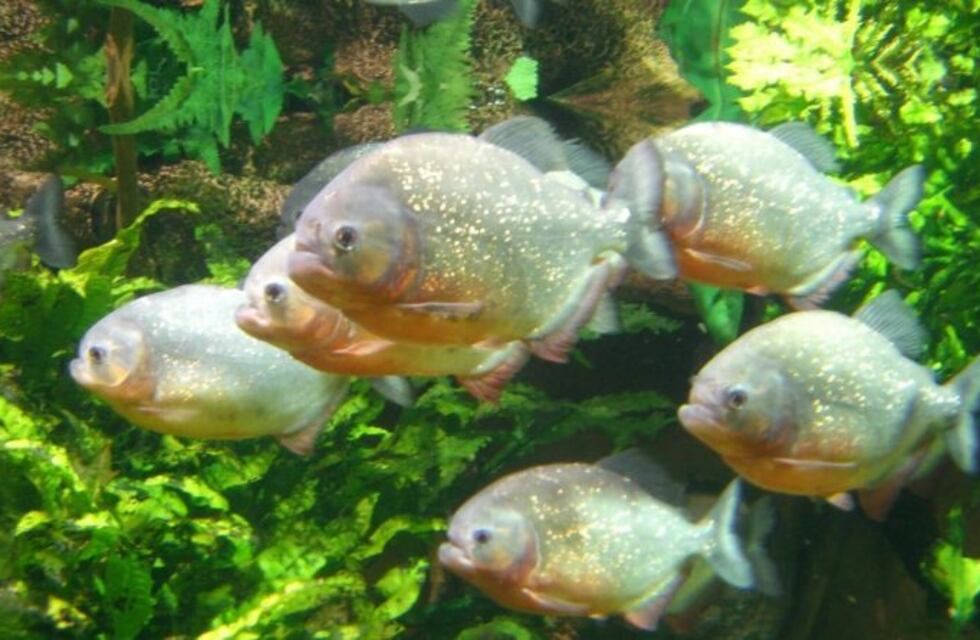 Palometas hirieron a 20 bañistas y se inhabilitaron balnearios de Santa Fe