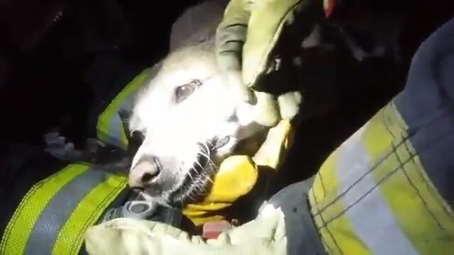 Bomberos le administran oxígeno al perrito ya recuperado\u002E