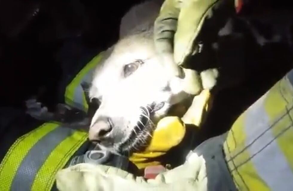 Bomberos "resucitaron" a un perrito en Godoy Cruz