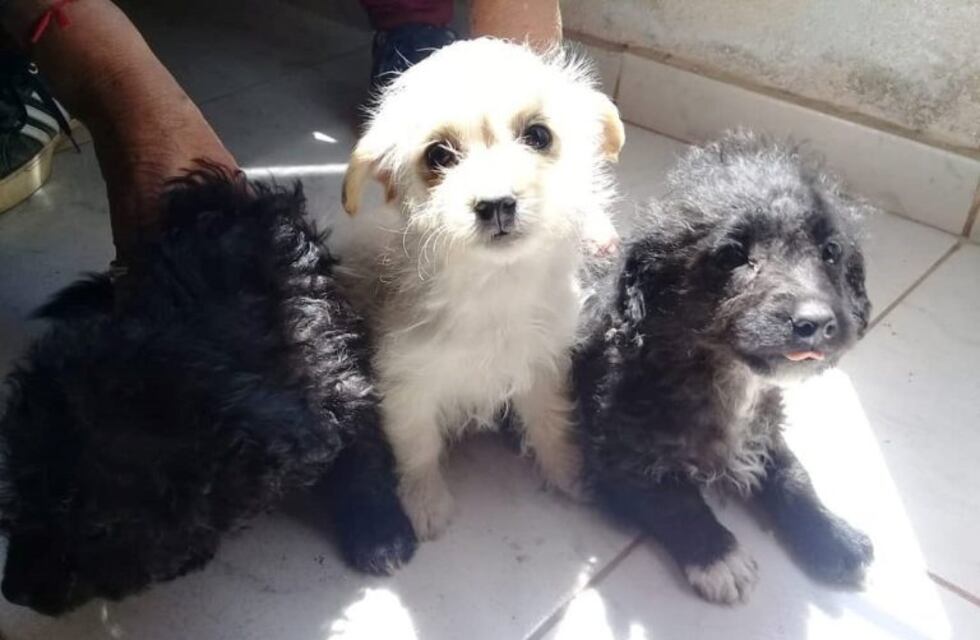 Horror en Río Primero: descuartizaron a un perro y le sacaron los órganos