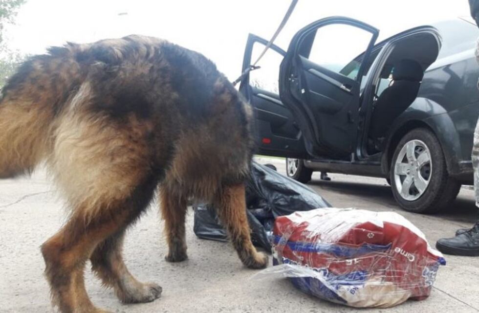 Ex gendarme llevaba 150 kilos de marihuana a Colonia Caroya