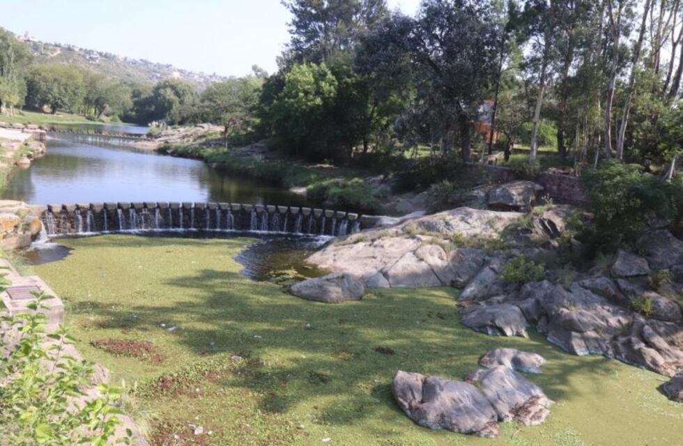 Carlos Paz: trabajan con plantas autóctonas para "mejorar la calidad del agua"