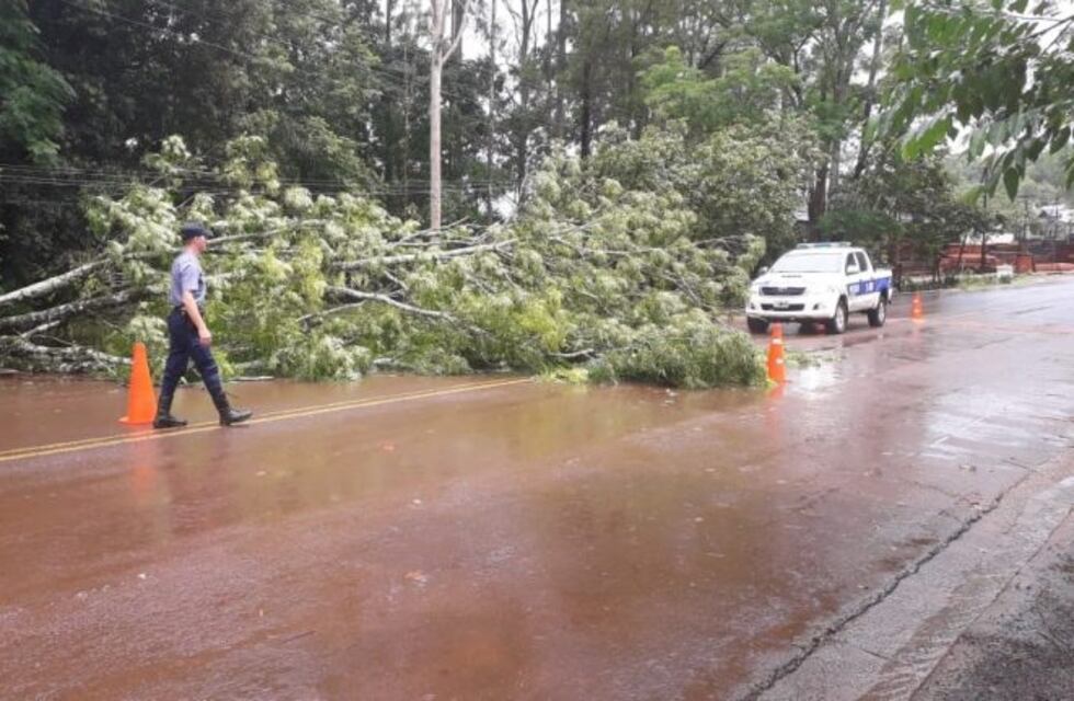 El Soberbio: un temporal causó la caída de un árbol sobre avenida San Martín