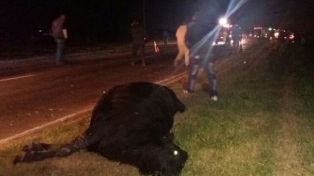 Una camioneta se llevu00f3 puesto a una vaca en la Ruta 33