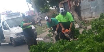 Ratner dijo que desde el 11 de diciembre hasta ahora hubo 1100 denuncias de problemas con arbolado en Rosario\u002E (Archivo Defensa Civil)