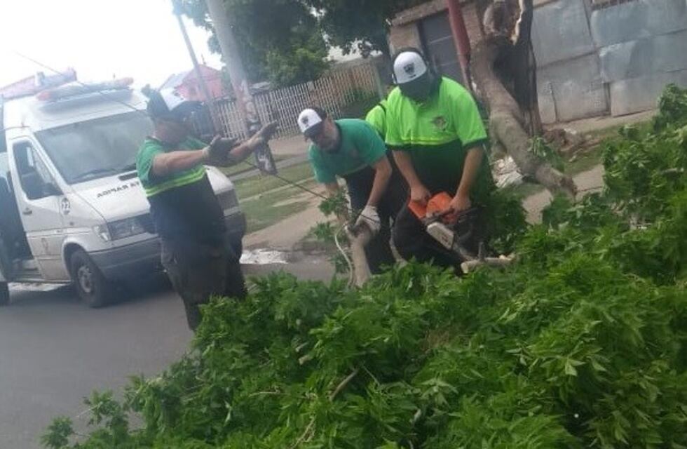 Fin de año con tormentas: más de 1100 denuncias sobre problemas con árboles desde el 11 de diciembre