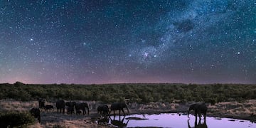 Encontrá en la plataforma de streaming todas las series y documentales sobre animales y naturaleza.