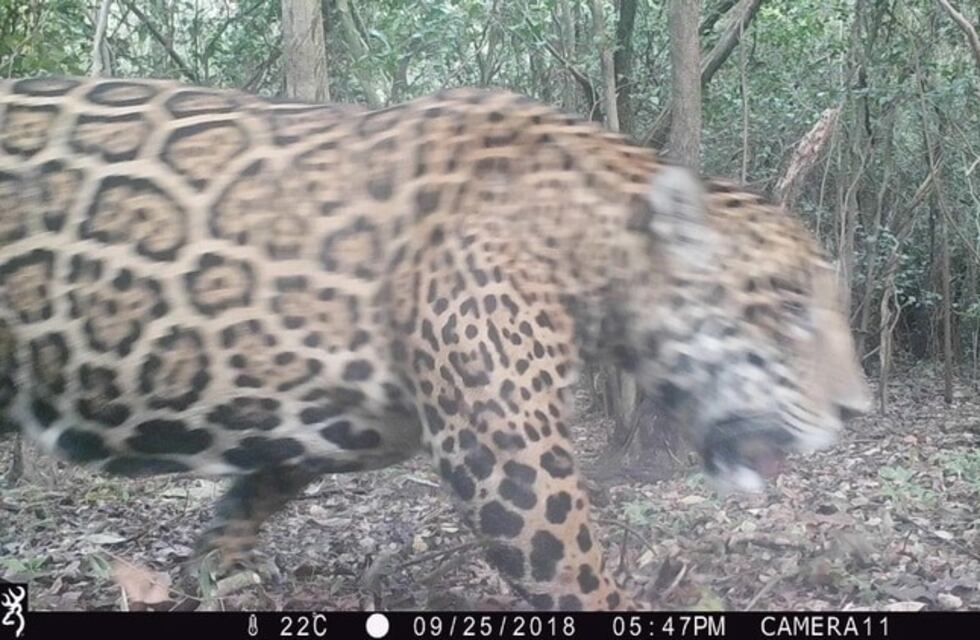 Apareció un yaguareté en el Pilcomayo