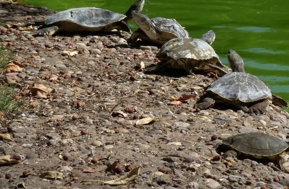 Anunciaron el retiro de las tortugas del laguito del Parque Independencia