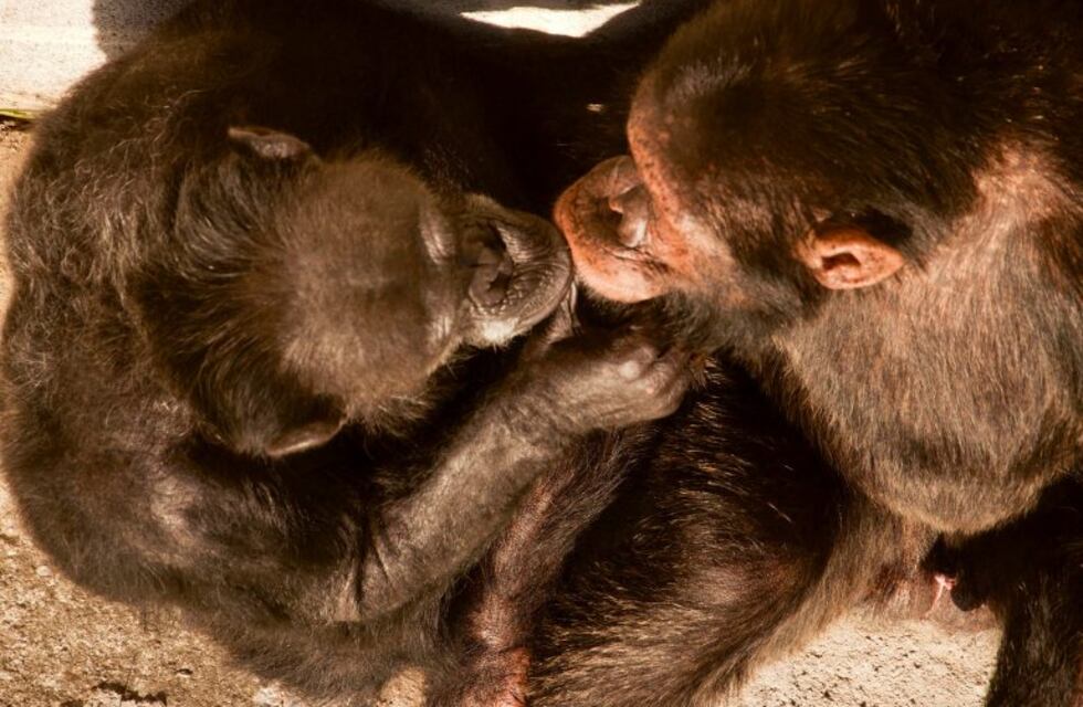 La chimpancé Cecilia, del calvario en el Zoo mendocino a una "luna de miel" en Brasil