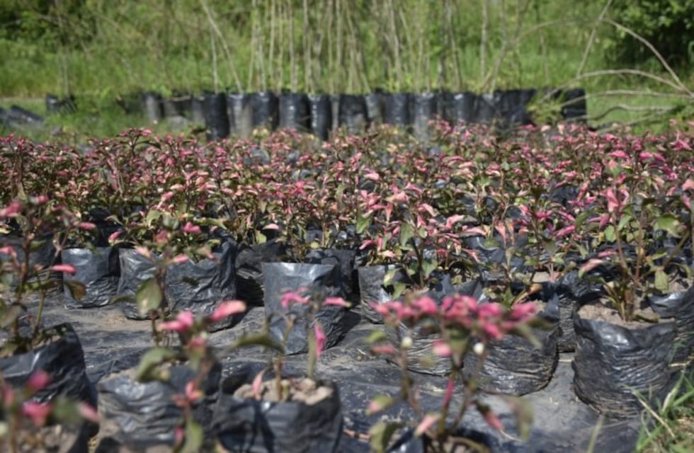 En Tafi Viejo colocaran árboles exóticos y autóctonos en la ciudad